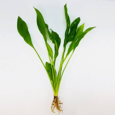 Echinodorus Bleheri Eco