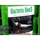 Benibachi Bacteria Bee 3