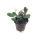 Bucephalandra sp "Red" Premium"
