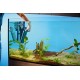 Oase BioPlus 200