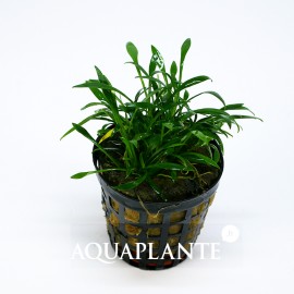 Cryptocoryne Parva