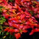 Ludwigia Atlantis