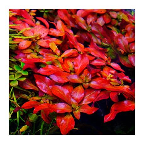 Ludwigia Atlantis