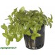 Bacopa Caroliniana Tropica