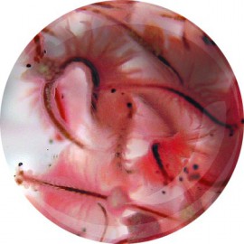 Artemias (Artemia franciscana) 90ml - Nourriture vivante