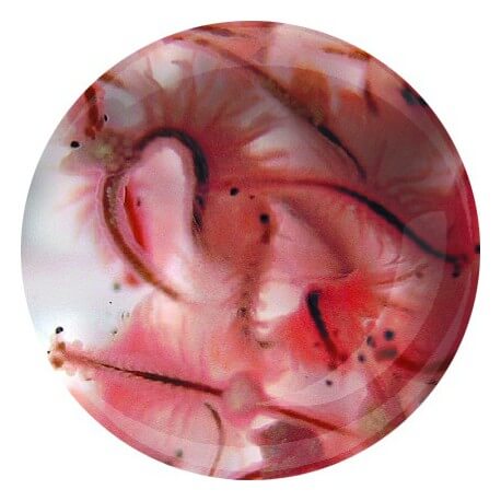 Artemias (Artemia franciscana) 90ml