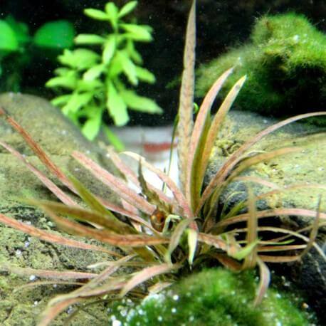 Cryptocoryne Albida Brown Premium