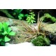 Cryptocoryne Albida Brown Premium