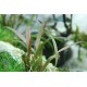 Cryptocoryne Albida Brown Premium