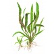 Cryptocoryne Albida Brown Premium