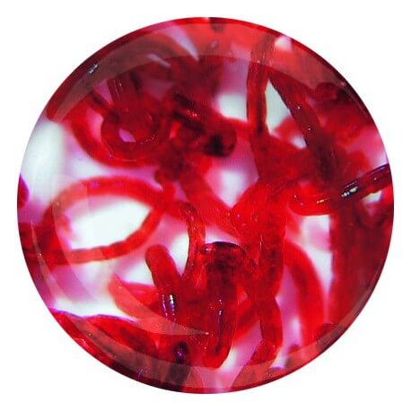 Vers de Vase Rouge (Chironomus spec.) 90ml - Nourriture vivante