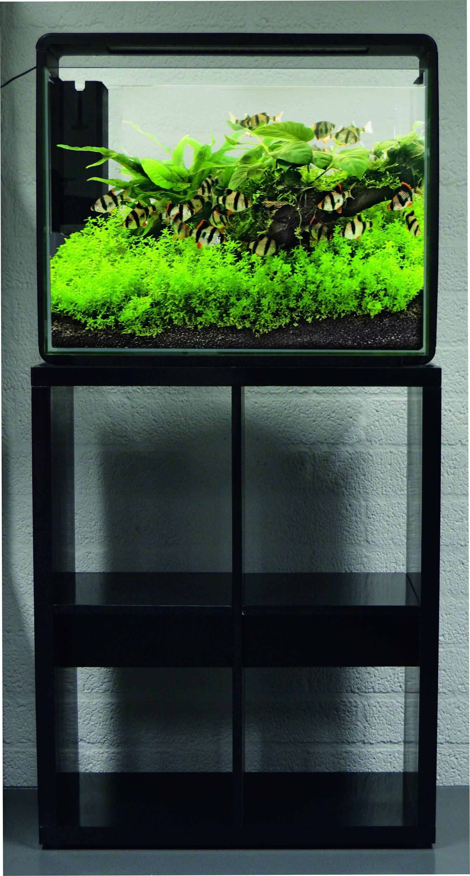 820+ Aquarium Design Home 80 Blanc Superfish Terbaik