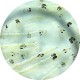 Artemias (Artemia franciscana)