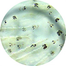 Larves de Moustique Blanche (Flavicans Chaoborus) 90ml - Nourriture vivante