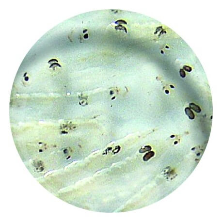 Larves de Moustique Blanche (Flavicans Chaoborus) 90ml - Nourriture vivante pour aquarium
