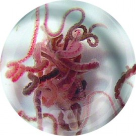 Tubifex 90ml - Nourriture vivante riche