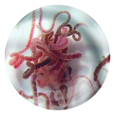 Tubifex 90ml - Nourriture vivante riche