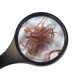 Artemias (Artemia franciscana)