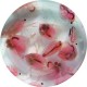 Daphnies (Daphnia Pulex) 180ml - Nourriture vivante