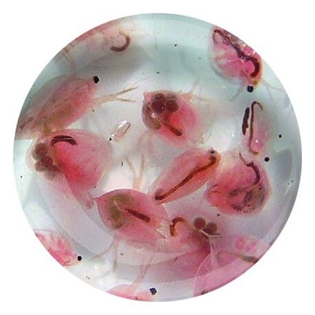 Daphnies (Daphnia Pulex) 180ml - Nourriture vivante