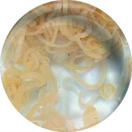 Enchytrées (Enychytreaus albidus) 90ml - Nourriture vivante