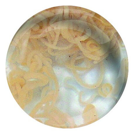 Enchytrées (Enychytreaus albidus) 90ml - Nourriture vivante