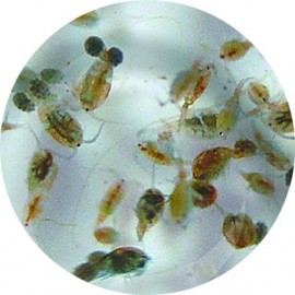 Rotifères Rouges (Brachionus plicatilis) 90ml - Nourriture vivante pour aquarium