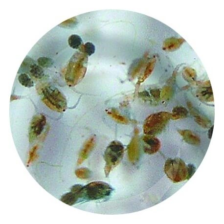 Artemias (Artemia franciscana)