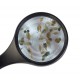 Artemias (Artemia franciscana)