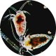 Copépodes 90ml - Nourriture vivante pour aquarium