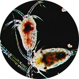 Artemias (Artemia franciscana)