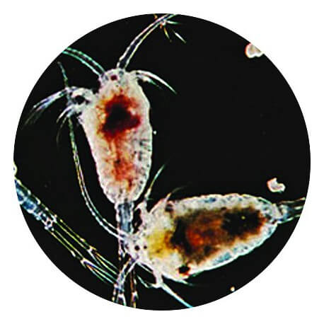 Copépodes vivants 90ml – Nourriture pour poissons et invertébrés marins