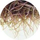Artemias (Artemia franciscana)