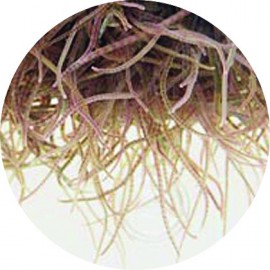 Artemias (Artemia franciscana)