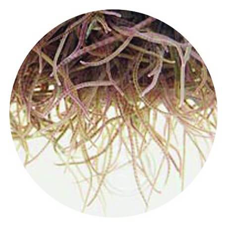 Blackworm (Lumbriculus variegatus) 90ml - Nourriture vivante