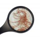 Artemias (Artemia franciscana)