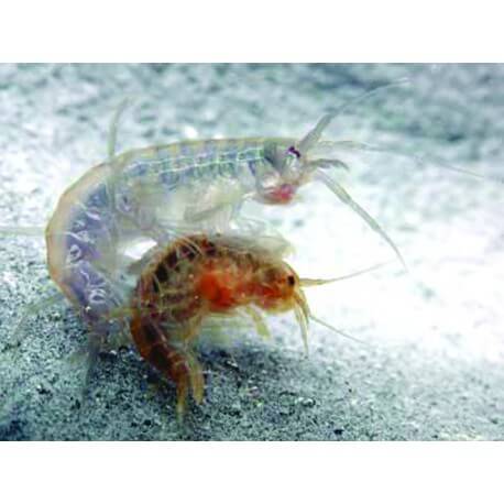 Gammarus (Gammarus oceanicus) 90ml