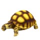 Hobby Turtle 2