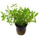 Proserpinaca Palustris Cuba Tropica