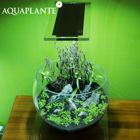 Aquaplante Kit Wabi-Kusa N°1
