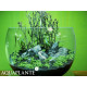 Aquaplante Kit Wabi-Kusa N°1 - Wabi-Kusa