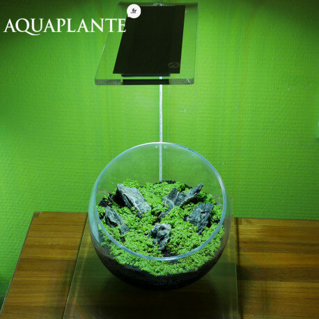 Aquaplante Kit Wabi-Kusa N°2