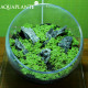 Aquaplante Kit Wabi-Kusa N°2 - Wabi-Kusa