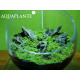 Aquaplante Kit Wabi-Kusa N°2 - Wabi-Kusa