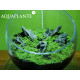 Aquaplante Kit Wabi-Kusa N°2