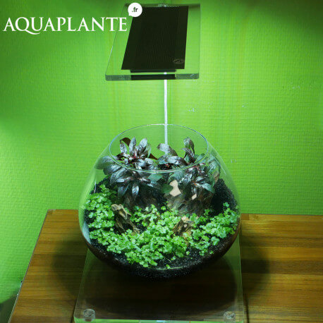 Aquaplante Kit Wabi-Kusa N°3