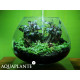 Aquaplante Kit Wabi-Kusa N°3