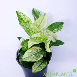 Anubias nana pinto