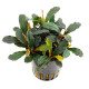 Bucephalandra Lamanau PREMIUM