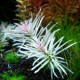 Ludwigia sp White